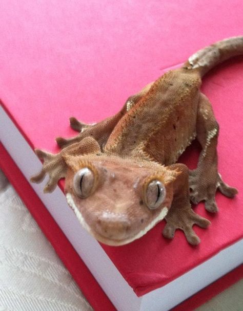 Crested Gecko Morphs, Gecko Terrarium, Cute Gecko, Pet Lizards, Cute Lizard, Cute Reptiles, Reptile Snakes, Crested Gecko, Paws And Claws