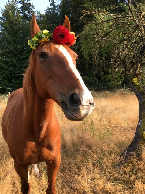 flower crown tutorial 3 Make A Flower Crown, Flower Crown Tutorial, Horse Flower, Crown Tutorial, Fairy Crown, Spring Hair Color, Summer Hair Color For Brunettes, Fairy Princess, Trendy Hair Color