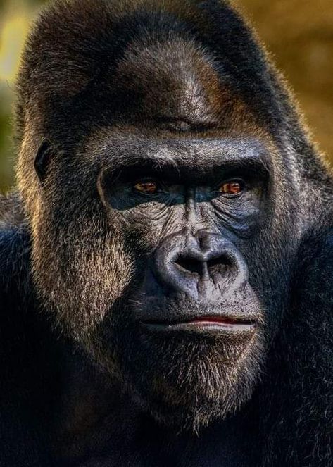 Silverback Gorilla Art, Apes Tattoo, Gorilla Pictures, Gorilla Rows, Gorilla Tag Pfp, Gorilla Drawing, Gorilla Wallpaper, Gorilla Portrait, Chiseled Face