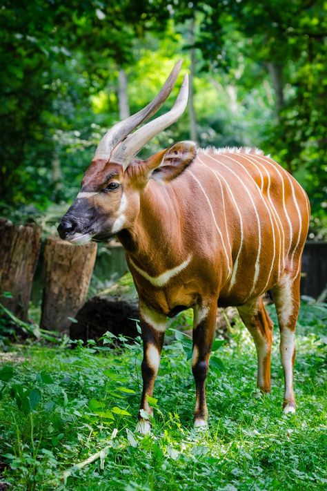 New free photo from Pexels: https://www.pexels.com/photo/brown-antelope-standing-on-the-ground-during-daytime-145903/ #forest #animal #grass Bongo Antelope, African Antelope, Digital Photography Lessons, Simple Photography, Landscape Photography Tips, Scenic Photography, Simple Photo, Take Better Photos, Photography Lessons