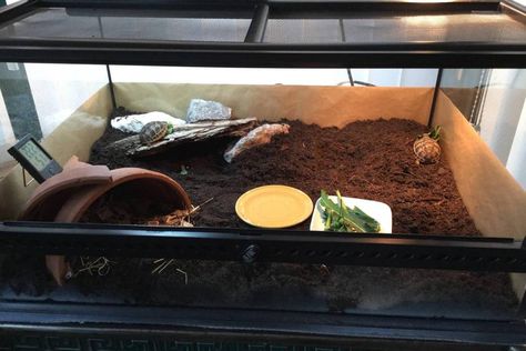 Vivarium, Terrarium, Quick Saves