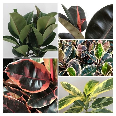 Ficus Tree Indoor, 13 Reasons Why, Ficus Tree, Ficus Elastica, Decorative Leaves, Rubber Plant, Easy Care Plants, Rubber Tree, Fig Leaves