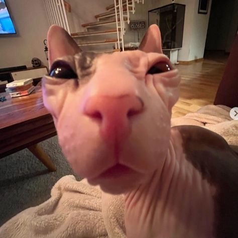 JAJJA Silly Hairless Cat, Hairless Cats In Sweaters, Cats Hairless, Bald Cat, Cute Hairless Cat, Silly Cars, Silly Kitties, Hairless Cats, Sphinx Cat