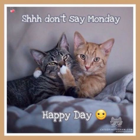 Monday Sayings, Hate Mondays Funny, Mondays Funny, Monday Cat, Monday Sucks, Good Morning Animals, Facebook Engagement Posts, Morning Cat, Monday Memes