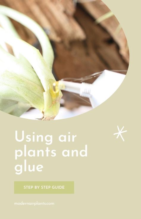 Learn how to mount your air plants properly using glue and other materials to make sure that they grow healthy and happy. #modernairplants Air Plants Diy, Airplane Plant, Diy Fertilizer, Feng Shui Plants, Orchid Fertilizer, Open Terrariums, Air Plants Care, Tillandsia Air Plant, Air Plant Terrarium