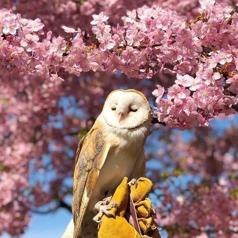 Owl Pictures, Beautiful Owl, Barn Owl, Cute Owl, Adorable Animals, Nature Animals, Cute Little Animals, 귀여운 동물, Spirit Animal