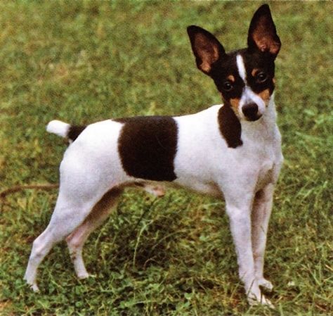 Toy Fox Terrier Akc Breeds, All Breeds Of Dogs, Manchester Terrier, Toy Fox Terriers, Rat Terrier, Fox Terriers, Cute Puppy Pictures, Rat Terriers, Fox Terrier