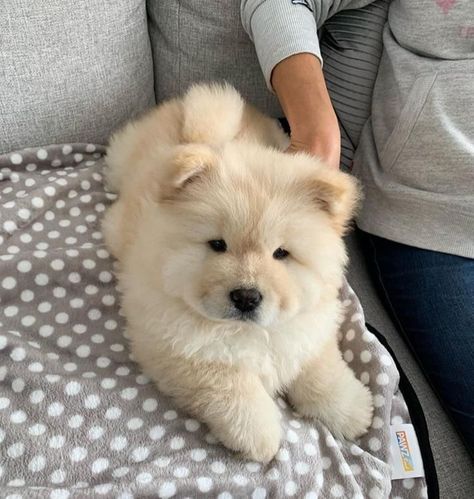 Chow Puppies For Sale, Chow Chow Puppies, Chow Puppies, Dog Breeders, Stile Hijab, Really Cute Dogs, Puppies And Kitties, Cute Little Puppies