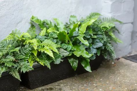 Plants For Window Boxes, Spring Flowering Trees, Evergreen Ferns, Window Box Plants, Woodland Plants, Balcony Plants, Banana Plants, Garden Containers, Potted Trees