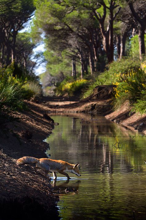 ♡ would like to see this on my property Red Fox, An Animal, In The Woods, Nature Photos, Beautiful Creatures, Animal Kingdom, Beautiful World, Animals Beautiful, The Great Outdoors