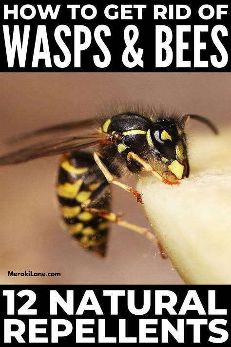 Essential Oils Bees Repellent, Bee Repellent Essential Oils, Essential Oils For Wasps, Diy Bee Repellent Spray, How To Repel Bees, Bee Repellent Diy, Wasp Repellent Essential Oils, Wasps Repellent How To Get Rid, How To Deter Bees And Wasps