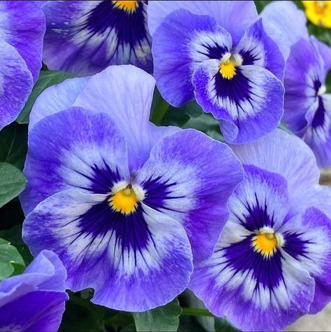 Viola Tricolor, Flora Danica, Western Asia, Scientific Name, Garden Flower, Large Flowers, Love Flowers, Pansies, Tri Color