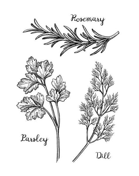 Herb Art, Engraving Tattoo, Food Tattoos, Sigil Tattoo, Flower Art Drawing, Botanical Tattoo, Hand Drawn Vector Illustrations, Tattoo Illustration, Scientific Illustration