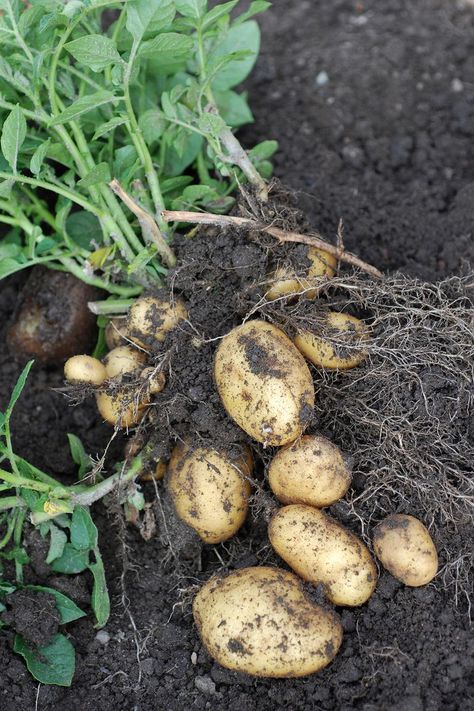 Who knew? You can add potatoes to your indoor garden–just make sure they have plenty of sunlight and lots of space. #food #ideas #healthy #inspiration #cleaneating Space Food Ideas, Grow Vegetables Indoors, Food Ideas Healthy, How To Grow Vegetables, Growing Vegetables Indoors, Growing Food Indoors, Indoor Vegetables, Space Food, Hydroponics Diy