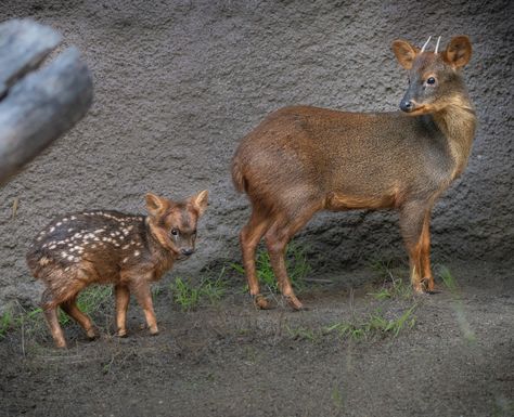 Deer Eating Banana, Pudu Deer, Baby Deer Aesthetic, Fawn Reference Photo, Peryton Deer Fantasy Creatures, Los Angeles Zoo, Edinburgh Zoo, Rainforest Habitat, Detroit Zoo