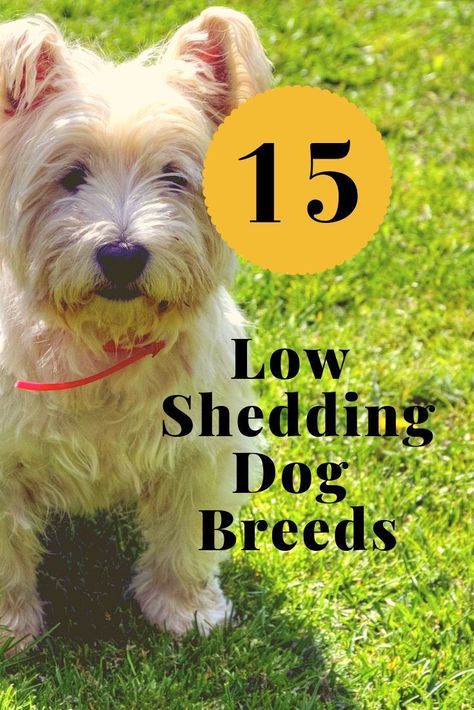 15 Low Shedding Dog Breeds Dogs That Don't Shed Best Dog Grooming Tools Tips to reduce shedding #DogShedding #LowSheddingDogs Low Shedding Dog Breeds, Low Shedding Dogs, Non Shedding Dogs, Dog Breeds That Dont Shed, Dog Grooming Tools, Dog Breeds List, Hypoallergenic Dogs, Dog Shedding, Dog Facts