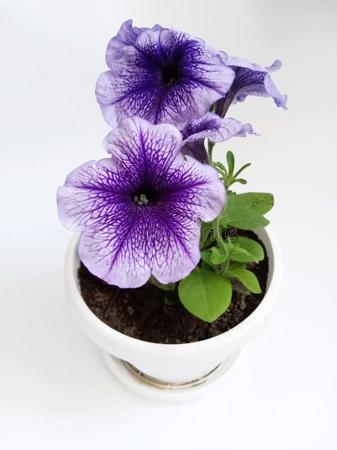 Purple petunia in a pot on a white background royalty free stock image Petunias Drawing, Petunia Drawing, Petunia Illustration, Petunia Watercolor Painting, Leaf Bouquet, Purple Flowers White Background, Purple Petunias, Paint Flowers, African Violets