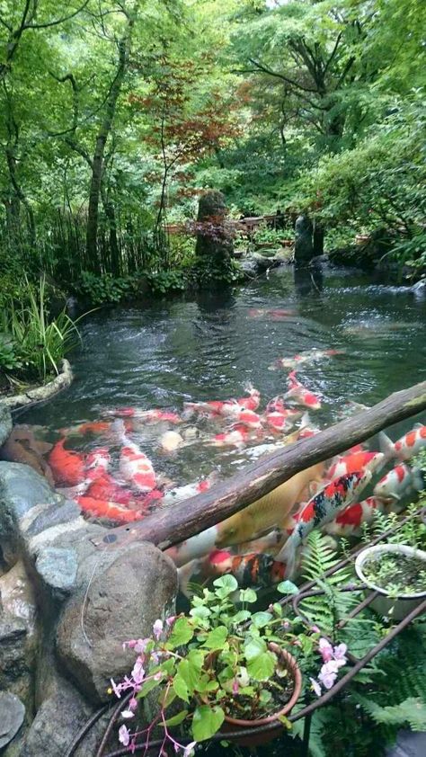 Koi Pond Design, Kolam Koi, Garden Landscaping Ideas, Fish Pond Gardens, Backyard Ponds, Taman Air, Garden Pond Design, Koi Ponds, Diy Pond