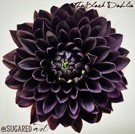 First attempt at a dahlia... Decided to go with a black dahlia. SUGARED art, black dahlia, weddings, cake,  weddingcake, caketoppers, cakedecorating edible art, sugar art, burgundy, my everest Color Dahlia Tattoo, Black Dahlia Flower Tattoo Design, Dalia Flower Tattoo Black, Black Dahlia Tattoo Meaning, Black Dahlia Tattoo Design, Gothic Flower Tattoo, Black Dahlia Tattoo, Dahlia Flower Tattoo, My Everest