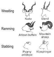 Horns Drawing References, African Buffalo, Ram Horns, Bull Horns, Cow Horns, Drawing Practice, A Hook, Art Tips, Drawing Tips