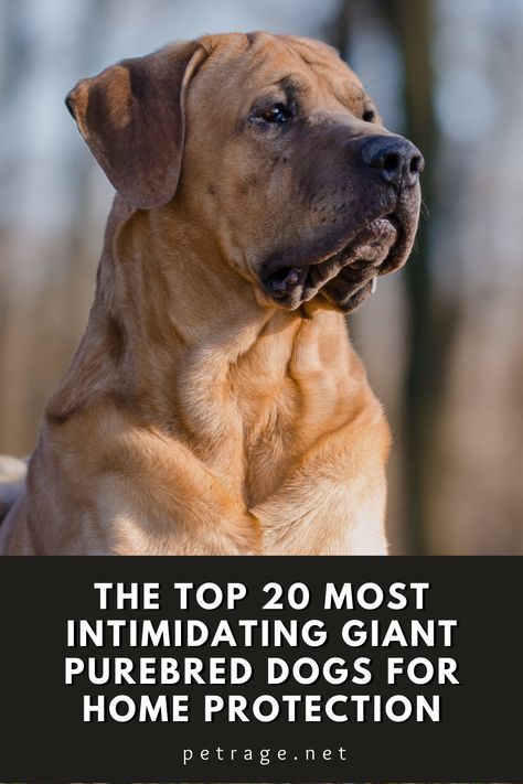 In this blog post, we will highlight 20 of the most intimidating purebred (FCI recognized) dogs for home protection, including their top weight and a brief summary of why they would make a good guard dog. Guard Dog Aesthetic, Best Guard Dog Breeds, Protective Dog Breeds, Personal Protection Dog, Guard Dog Breeds, Fun Online Quizzes, Protective Dogs, Best Guard Dogs, Guard Dog