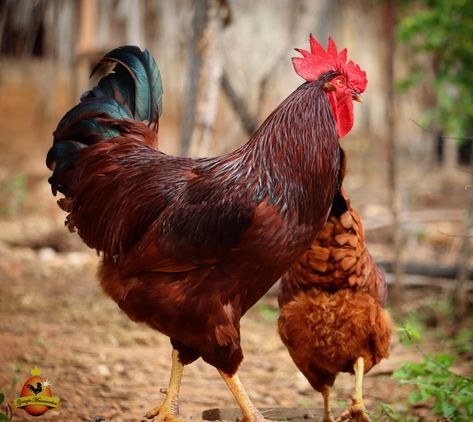 #rhodeislandered #chicken #rir Rooster Pictures, Road Island, Rhode Island Red Rooster, Rhode Island Red Chickens, Poultry Farm Design, Rhode Island Red, Beautiful Chickens, Green Farm, Red Rooster