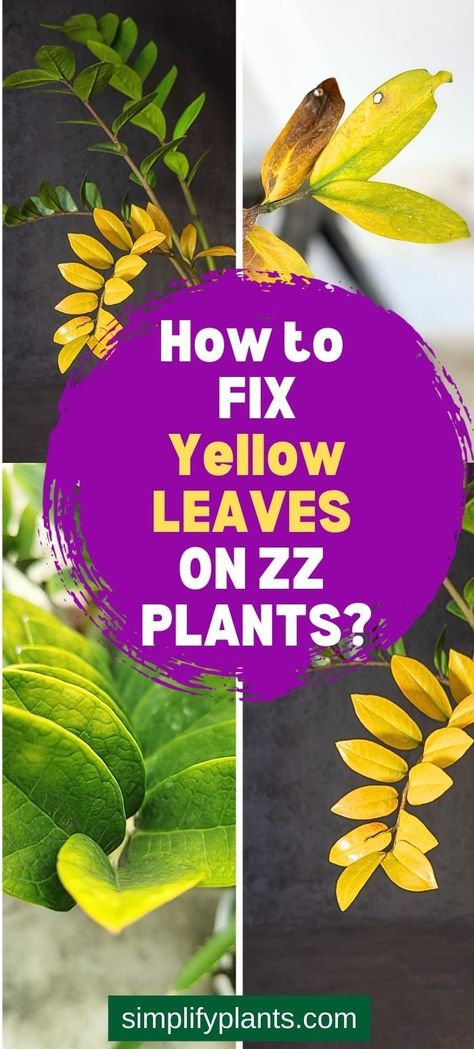 "ZZ Plant Growth Problems"
"Stunted ZZ Plant Growth"
"Why Won't My ZZ Plant Grow?"
"ZZ Plant Care Troubleshooting"
"ZZ Plant Growth Tips"
"ZZ Plant Growth Issues"
"ZZ Plant Not Thriving"
"ZZ Plant Growth Slowdown"
"ZZ Plant Growth Challenges"
"ZZ Plant Not Getting Bigger"
"ZZ Plant Care Guide"
"ZZ Plant Growth Solutions"
"ZZ Plant Care Problems"
"ZZ Plant Care Tips"
"ZZ Plant Growth FAQ"
"ZZ Plant Care Help"
"ZZ Plant Growth Support"
"HouseplantIssues" "YellowLeaves" Zz Plant Care, Plant Leaves Turning Yellow, Zz Plants, Plant Care Houseplant, Zz Plant, Veg Garden, Plants Indoor, Flower Care, House Plants Indoor