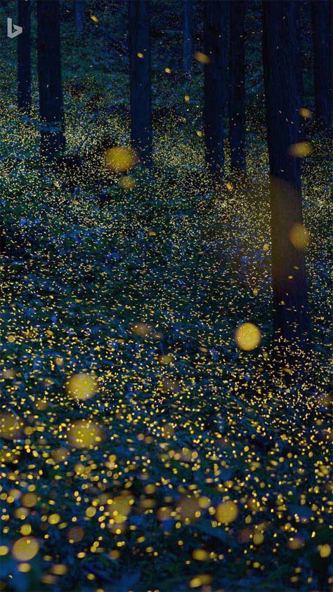 Fireflies Wallpaper, Firefly Wallpaper, Firefly Painting, Firefly, Mother Earth, Nature Beauty, Phone Wallpaper, Tourism, Photography