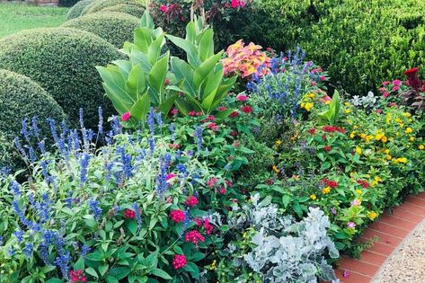 11 low-maintenance, heat-resistant plants that will withstand a North Texas summer Texas Native Plants Landscaping, Texas Flower Bed Ideas, South Texas Landscaping, Texas Flower Bed, Ornamental Grass Landscape, Heat Tolerant Plants, Native Plant Landscape, Texas Landscaping, Texas Native Plants