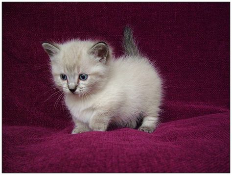 http://www.babygamestoplay.com/category/munchkin/ cute munchkin kittens Small Cat Breeds, Munchkin Kitten, Kitten Breeds, Munchkin Cat, Cute Cat Breeds, Cat Breed, Kitten Pictures, Kittens And Puppies, Baby Kittens