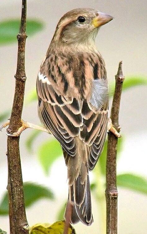 House Sparrow (female) hanging on for dear life in a storm. - by Barry Woodhouse Poppy Pomfrey, Female Sparrow, Sparrow Pictures, Female House Sparrow, Sparrow Art, Concert Makeup, Tattoo Nature, Animals Tattoo, Photography Animals