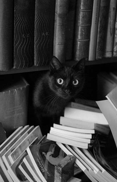 Cats and Books – Aspasía S. Bissas Black Cat Aesthetic, Koci Humor, Madrid Barcelona, A Black Cat, Cat Books, Marmaris, Cat Aesthetic, Book Shelf, Happy Weekend