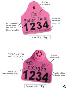 Ear Tags for USDA Scrapie Eradication Program Goat Supplies, Raising Livestock, 4h Projects, Blue Knight, New Zealand Wine, Pig Ears, Shetland Sheep, Farm Business, Cattle Ranching