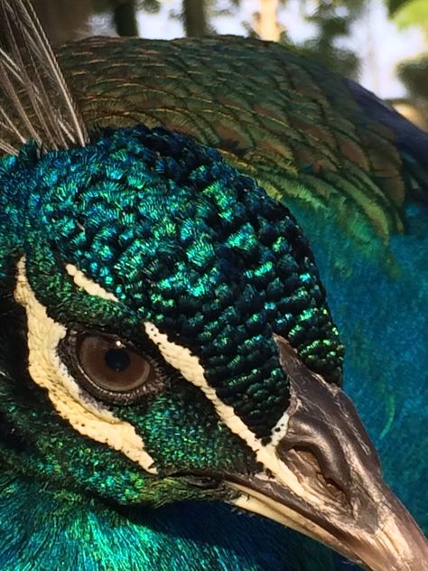 I won second prize in a photo contest with this close up of a peacock head. Peacock Close Up, Pickock Art, Peacock Head, Peacock Images, Peacock Photos, Peacock Pictures, Boho Art Drawings, Peacock Painting, Artsy Pictures