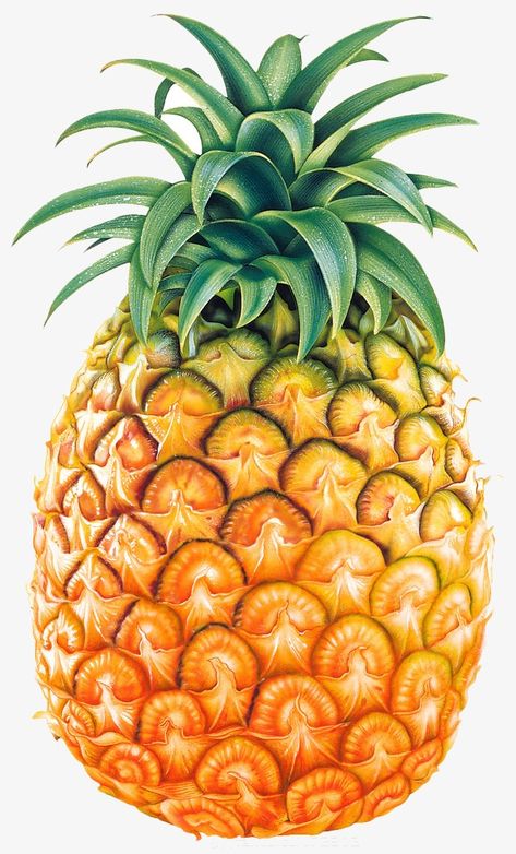 Pineapple Clipart, Pineapple Fruit, Fruit Painting, Fruit Art, Fruit And Veg, Nutrition Recipes, Fruits And Veggies, Health And Nutrition, Kids Meals