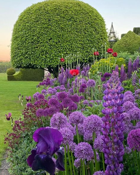 🌱 Flowers Focus on Instagram: “Kate Coulson garden North of England. Euphorbia palustris Allium ‘Globemaster’ Allium Hollandicum ‘Purple Sensation’ Lupinus ‘Masterpiece’…” Allium Globemaster, Art Creative Ideas, Garden Displays, Astrantia Major, Topiary Garden, Herbaceous Border, Beautiful Sunshine, Colorful Garden, Country Gardening