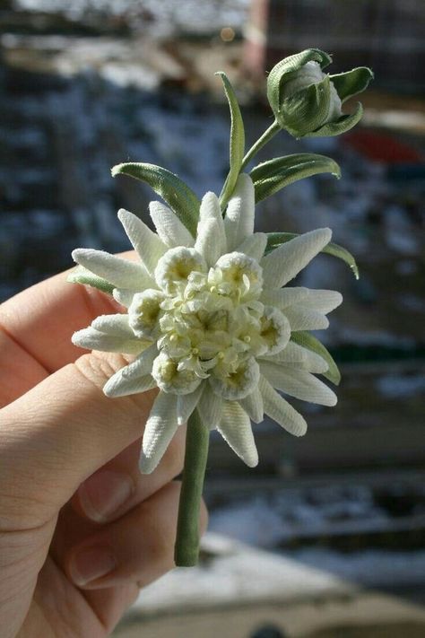 Edelweiss Tattoo, Edelweiss Flower, Cotton Anniversary Gifts, Cotton Anniversary, Velvet Flowers, Flower Therapy, Flower Photography, Miniature Garden, Flowers Nature