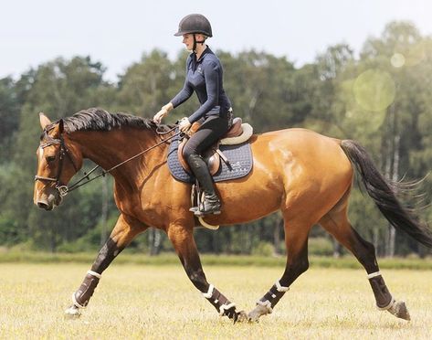 Person Riding Horse, Horse Trotting, Trotting Horse, Hunter Jumper Horses, Show Jumping Horses, Horse Running, Beautiful Horse Pictures, Horse Boarding, Horse Aesthetic