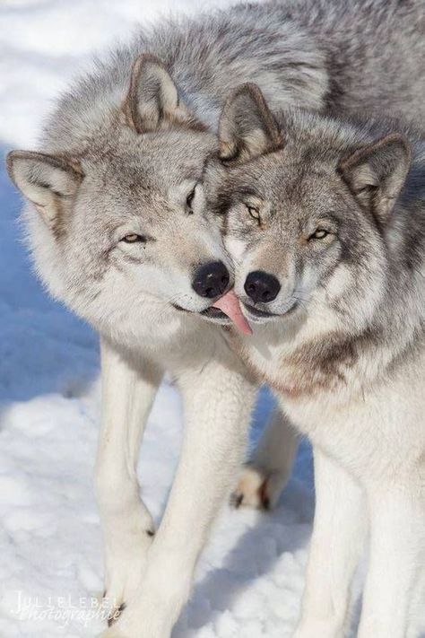 Cute wolf love 😍😘 Wolf Photos, Wolf Spirit Animal, Wolf Love, Wild Wolf, Wolf Pictures, Beautiful Wolves, Wolf Spirit, Grey Wolf, Wild Dogs