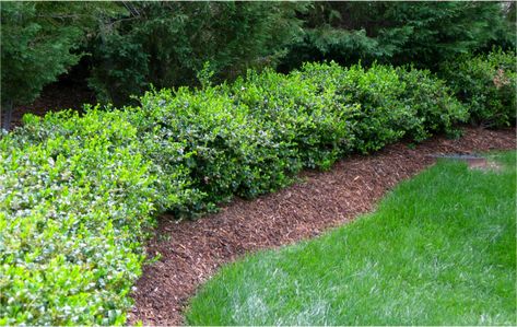 Hedge Landscaping, Holly Hedge, Hedges Landscaping, Front Walk, Outside Living, How To Grow, Hedges, Cyprus, Outdoor Garden