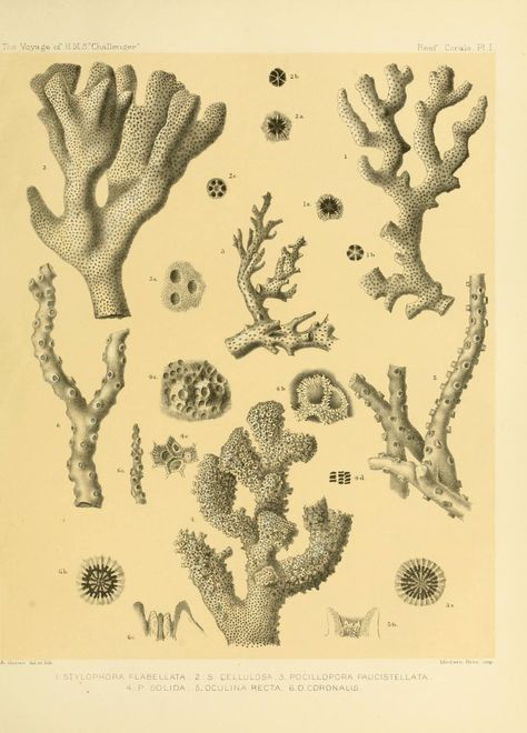 n212_w1150 | Report on the reef-corals collected by H.M.S. C… | Flickr Coral Illustration, Coral Tattoo, Coral Drawing, In Medias Res, Ancient Art Tattoo, Scientific Drawing, Bff Tattoos, Sea Coral, Antique Illustration