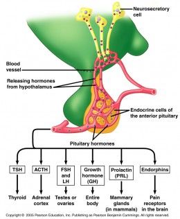 The pituitary glycoprotein hormones are thyroid stimulating hormone (TSH), follicle stimulating hormone (FSH) and luteinizing hormone (LH). The placental glycoprotein hormone chorionic gonadotropin (HCG) resembles LH in function. All these hormones a Endocrine System Nursing, Anterior Pituitary, Follicle Stimulating Hormone, Clinical Chemistry, Medical Memes, Basic Anatomy And Physiology, Nursing Schools, Pharmacology Nursing, Pituitary Gland