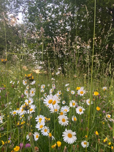 Daisy Core, Summer Widgets, Wild Daisy, 2024 Moodboard, Identify Plant, Favourite Flowers, Flower Inspiration, Bad Memories, Favorite Flower