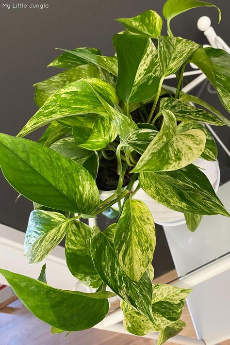 Epipremnum Aureum Care, Plant Calendar, Pothos In Water, Easy Outdoor Projects, Pothos Care, Backyard Diy Ideas, Mealy Bugs, Epipremnum Aureum, Backyard Diy