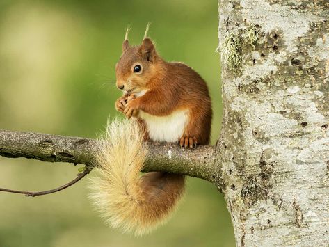 Red Squirrel, UK Stunning Nature, Red Pictures, Animal References, Red Squirrel, Face Reveal, Arachnids, Big Cats, Snakes, Art Ideas