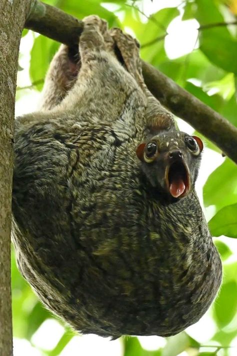 Sunda Flying Lemur, Unusual Suspects, Flying Lemur, Strange Animals, Slow Loris, Happy Pictures, Unusual Animals, Favorite Animals, Weird Animals