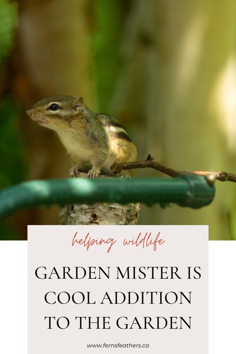 As our summer temperatures continue to soar to even higher highs, it is becoming more  important for us to provide water and other features to help them through the hottest days of summer. Adding a mister to the garden is a great way to help hummingbirds and other garden creatures survive. garden wildlife | water in the garden | garden mister | hummingbirds | garden ideas | Garden Creatures, Hanging Bird Bath, Garden Wildlife, Patio Pond, Summer Temperature, Wildlife Garden, Refreshing Water, Hummingbird Garden, Water Bill