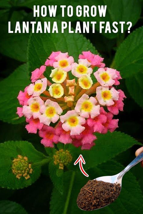 How to Grow LANTANA PLANT Fast? (7-SECRETS*) Growing Lantana From Seeds, How To Propagate Lantana From Cuttings, Lantana Companion Plants, How To Propagate Lantana, Propagating Lantana, Lantana Landscaping, Lantana Flowers In Pots, Lantana Seeds, Lantana Tree