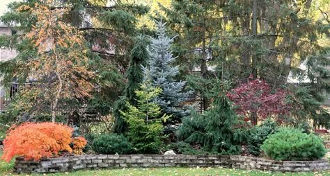 Colorado Blue Spruce, Shrubs For Privacy, Evergreen Landscape, Conifers Garden, Habitat Garden, Evergreen Garden, Privacy Landscaping, Woodland Garden, Perfect Plants