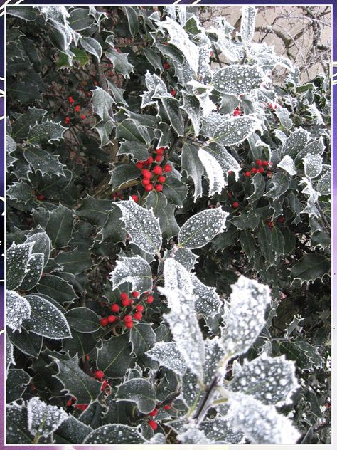 Looking to add a little winter cheer to your garden? Here are some plants that will thrive in colder weather! Christmas Flower Aesthetic, Winter Textiles, Holly Aesthetic, Modern Tv Wall Design Ideas, Snow Kingdom, Minimalist Living Rooms, Tv Wall Design Ideas, Minimalist Interior Decor, Holly Flower